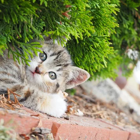 Ela's Hof - Buchsbaum