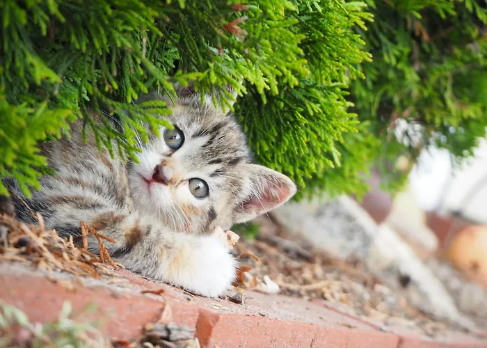 Ela's Hof - Buchsbaum